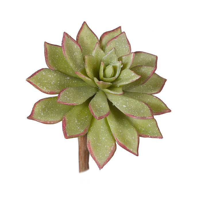 Succulent Light Green Mauve 16cm Pack of 12