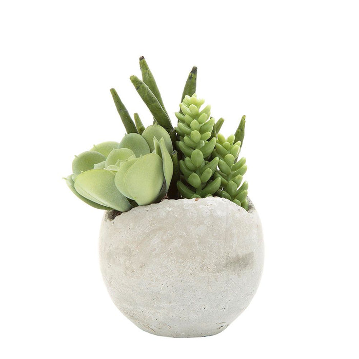 Succulent Mixed Plant in Pot 17cm Green Set of 4