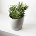 Succulent Senecio in Pot Grey Green 21cm Pack of 6