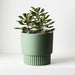 Succulent in Pot Green 20cm Pack of 6