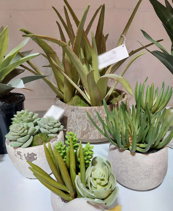 Succulent Mixed Plant in Pot 17cm Green Set of 4