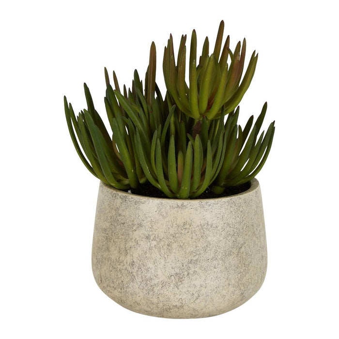 Succulents Green in Grey Pot 24cm Set of 2