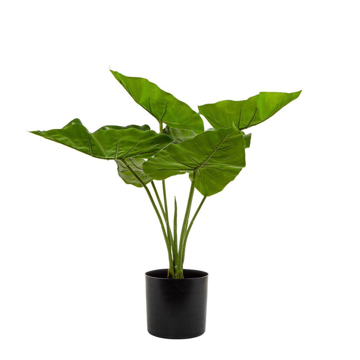 Sweet Taro Real Touch In Pot 50cm Set of 4