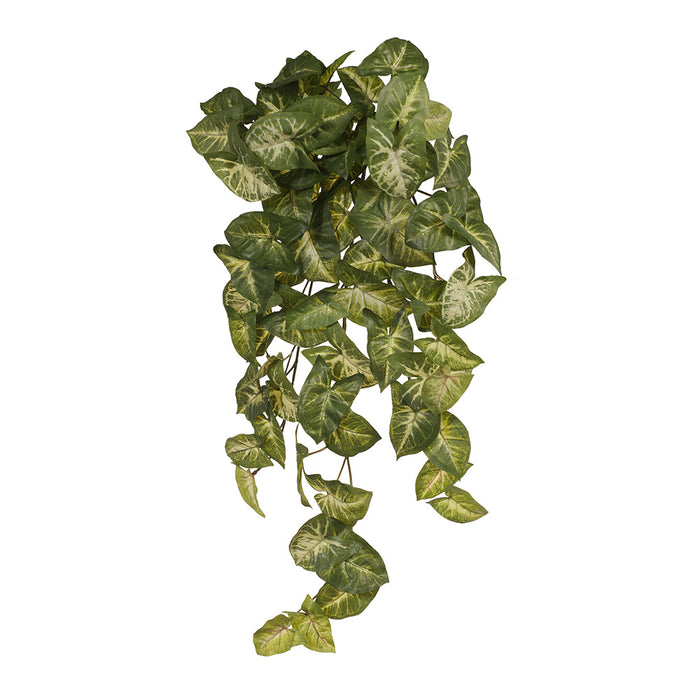 Syngonium Hanging Bush Green 60cm Pack of 12