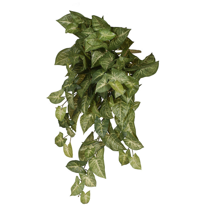 Syngonium Hanging Bush Green 76cm Pack of 6