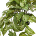 Syngonium Hanging Bush in Pot Green 72cm Pack of 2