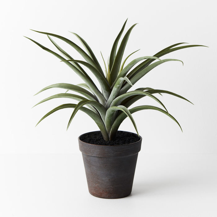 Tillandsia Plant in Pot Green Grey 36cm Pack of 4
