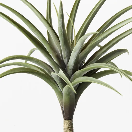 Tillandsia Stem Green Grey 38cm Pack of 6