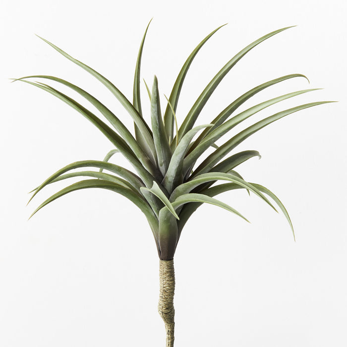 Tillandsia Stem Green Grey 38cm Pack of 6