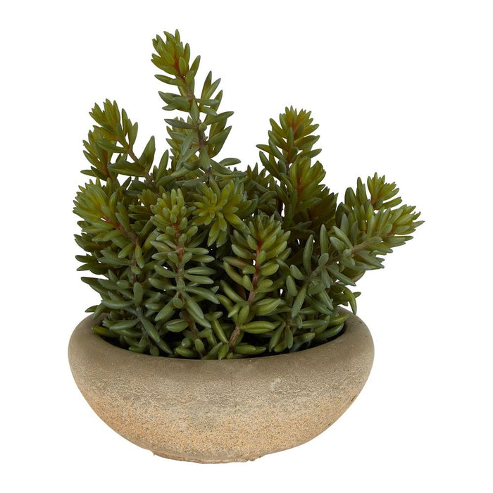 Tropical Plants Succulent in Cement Pot 23cm Green Set of 2