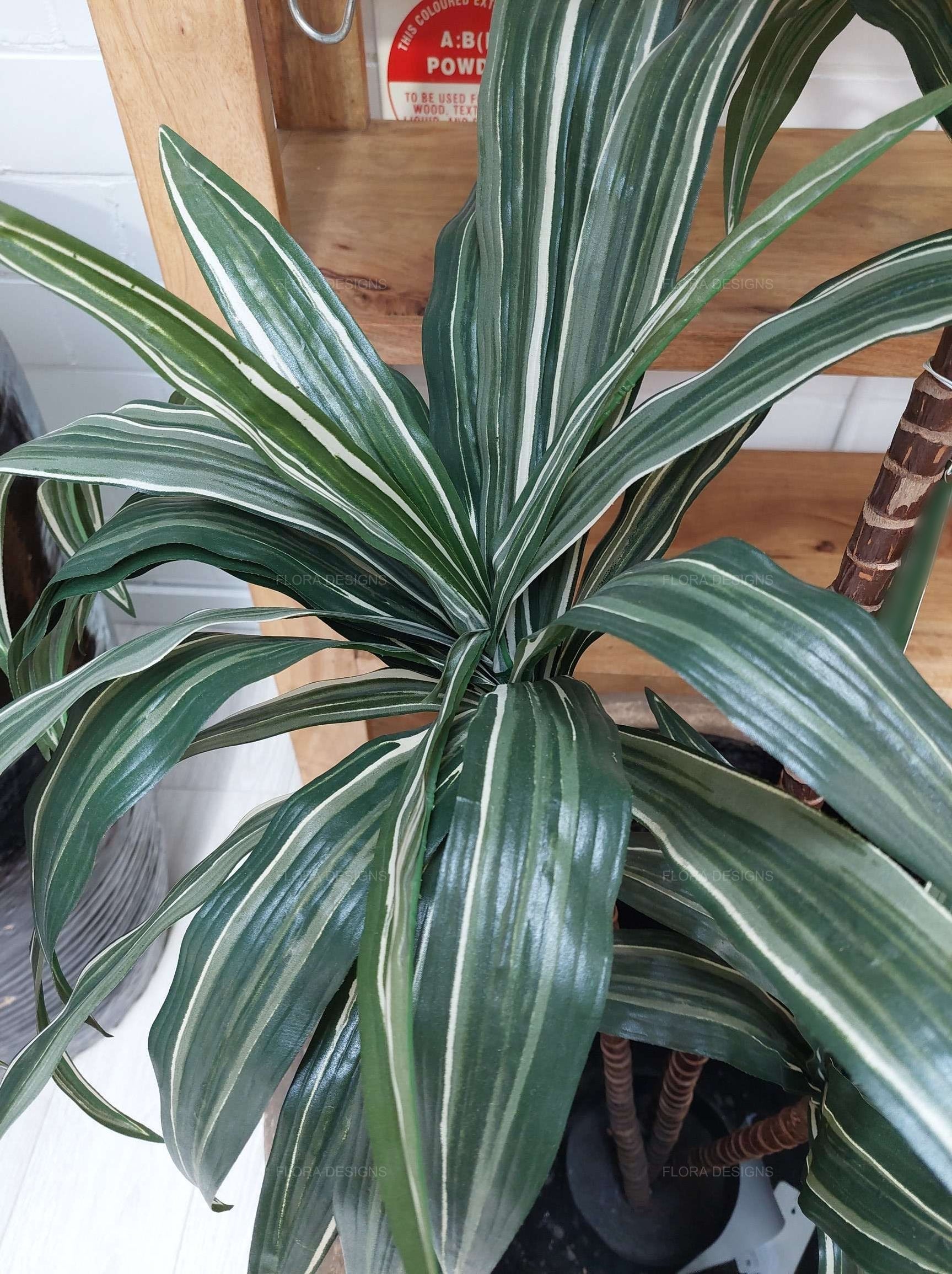 Artificial Variegated Dracaena 160cm — Flora Designs Australia