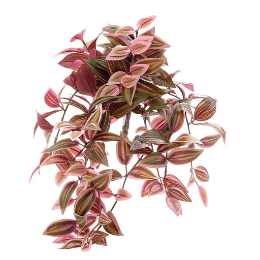 Wandering Jew Bush 50cm Red and Green Pack of 12