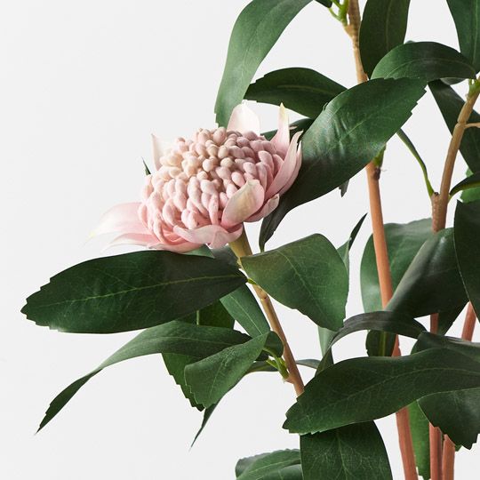 Waratah Pink  Plant 86cm