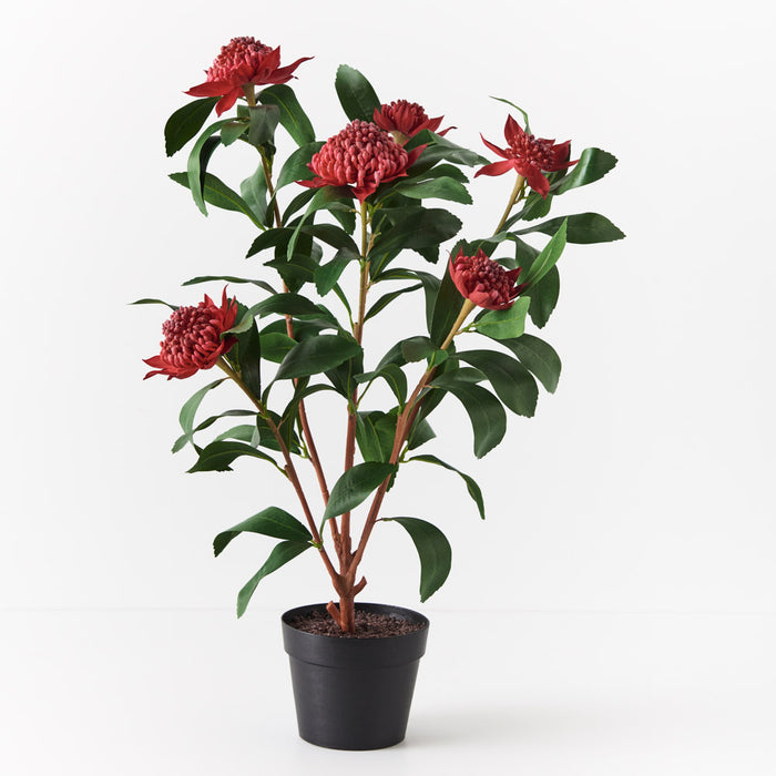 Waratah Plant Red 86cm