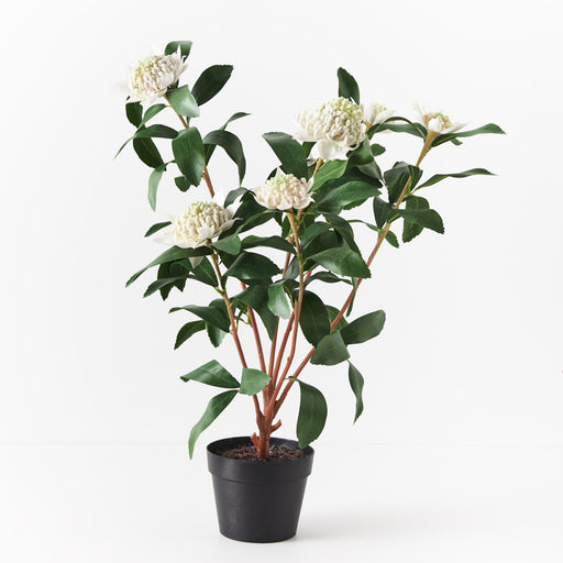 Waratah Plant White 86cm