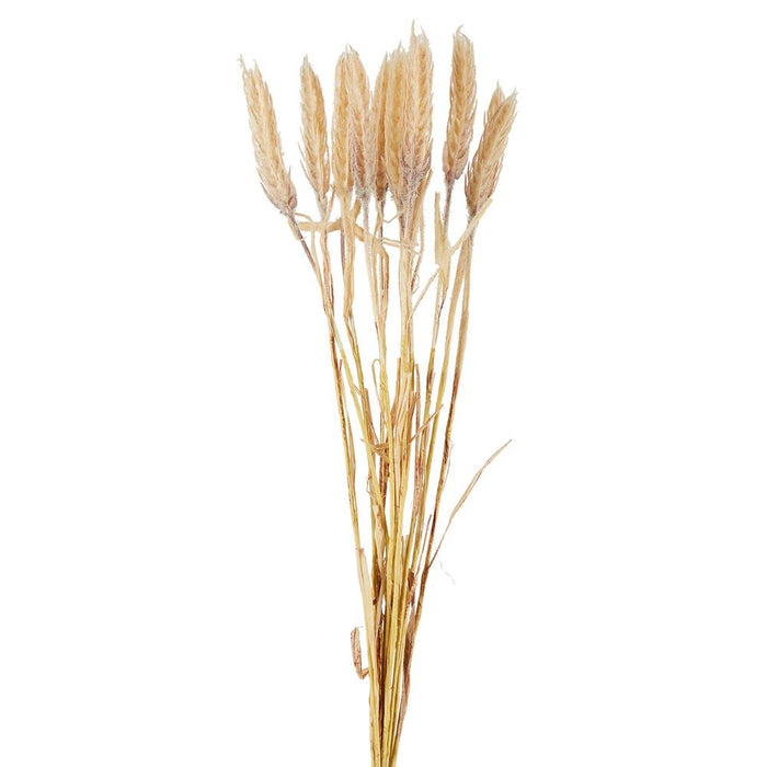 Wheat Bunch Natural Pack of 12