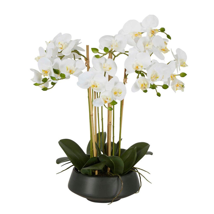 White Orchid In Black Pot 51cm