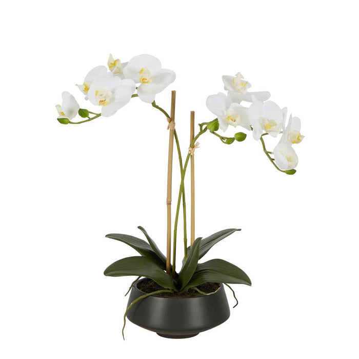 White Orchid In Black Pot Medium 41cm Set of 2