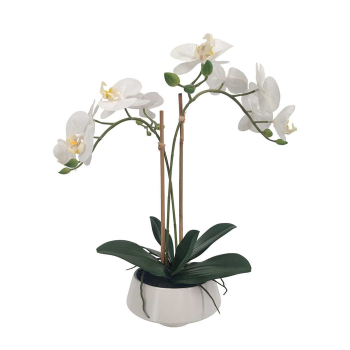 White Orchid In White Pot Medium 41cm Set of 2