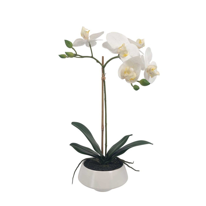 White Orchid In White Pot Small 38cm Set of 3