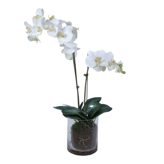White Phalaenopsis Orchid In Glass Pot 79cm