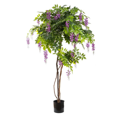 Wisteria Tree Purple 190cm