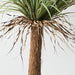 Yucca Grass Plant Grey Green 96cm Pack of 2