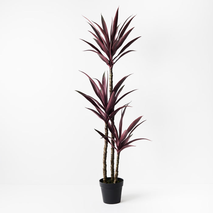 Yucca Plant Burgundy A 155cm Pack of 2