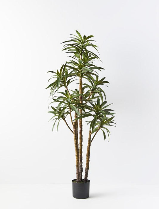 Yucca Plant Green 153cm