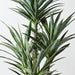 Yucca Plant Green 155cm