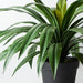Yucca Plant Green 55cm Pack of 2