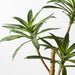 Yucca Plant Green 63cm Pack of 2