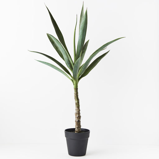 Yucca Plant Pack of 2 80cm