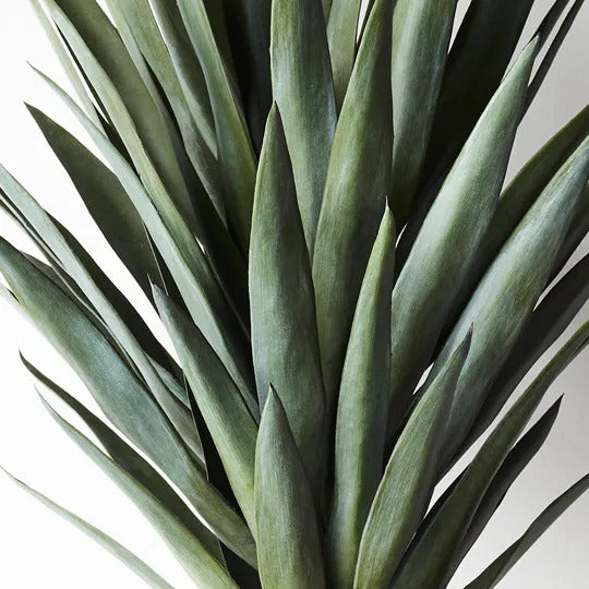 Yucca Plant Stem Only Green 75cm Pack of 2