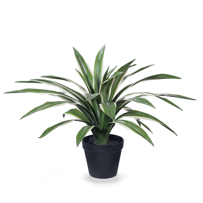 Yucca Plant Variegated 46cm Pack of 2