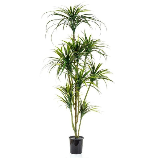 Yucca Plant X 10 Potted - 180cm