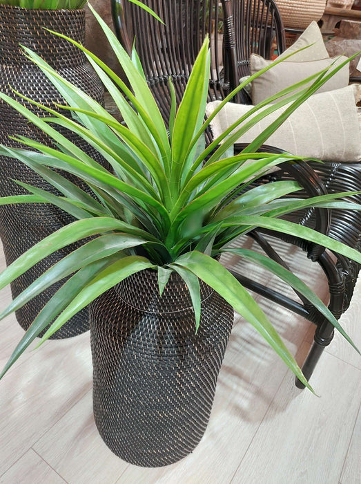 Yucca Plant in Pot 90cm Set of 2