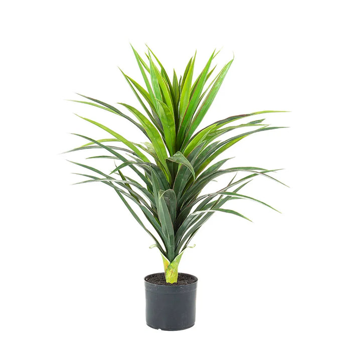 Yucca Plant in Pot 90cm Set of 2