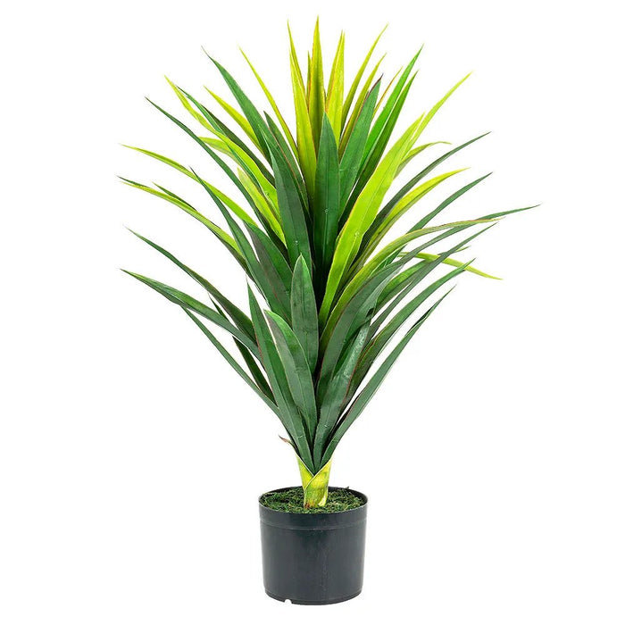 Yucca Plant in Pot Pack of 2