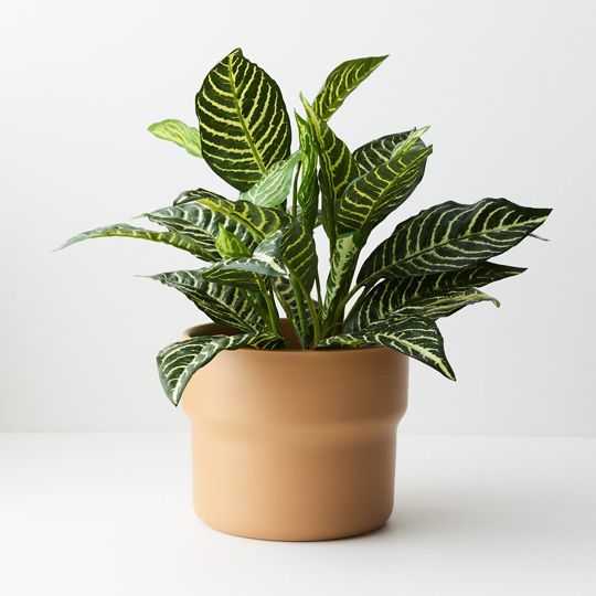 Zebra Plant in Pot Green 33cm Pack of 4