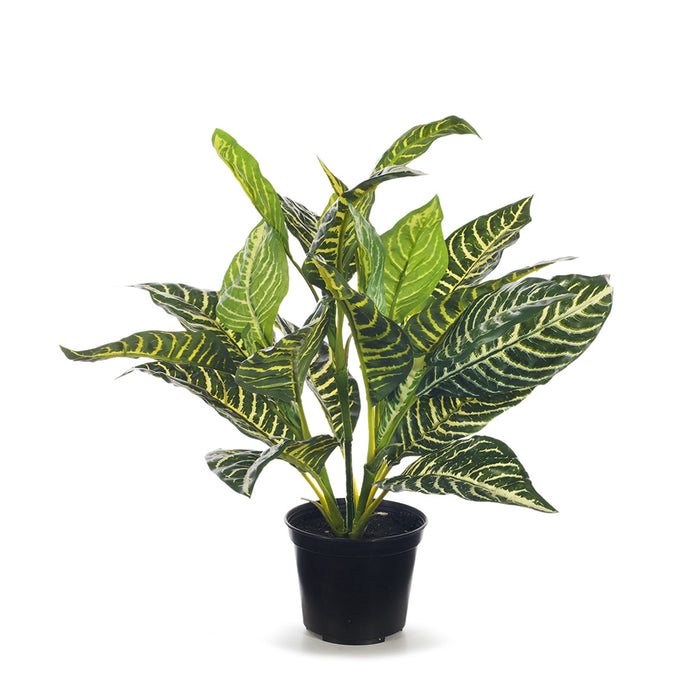 Zebra Plant in Pot Green 33cm Pack of 4