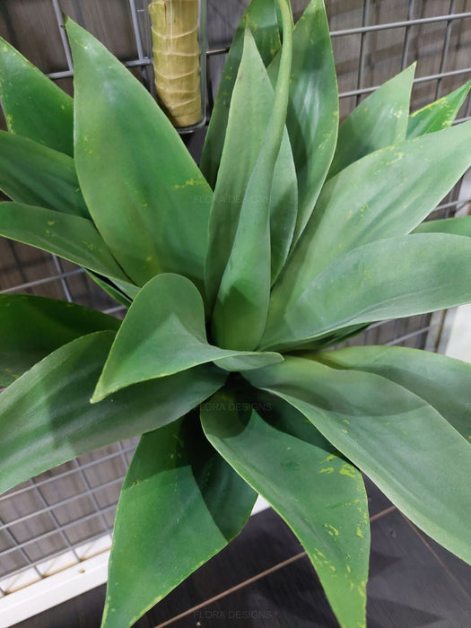Agave Green 65cm Pack of 6