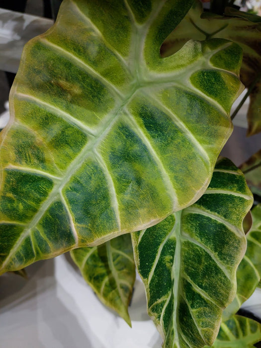 Alocasia Plant Yellow Green 43cm Pack of 2