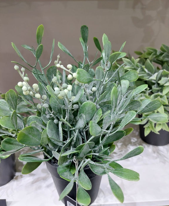 Boxwood Berry Bush in Pot A- Grey Green 24cm Pack of 6
