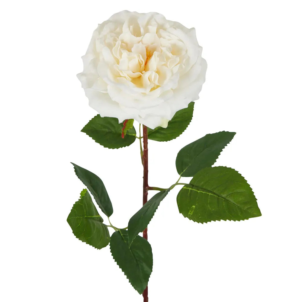 Artificial Dried Look English Rose Stem Cream 50cm Pack of 12 — Flora ...