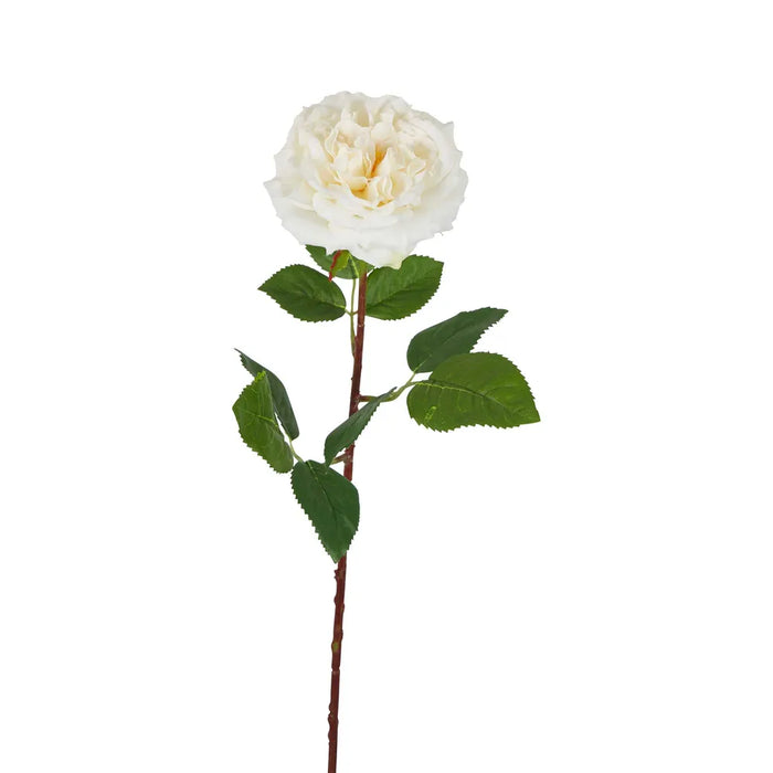 Dried Look English Rose Stem Cream 50cm Pack of 12