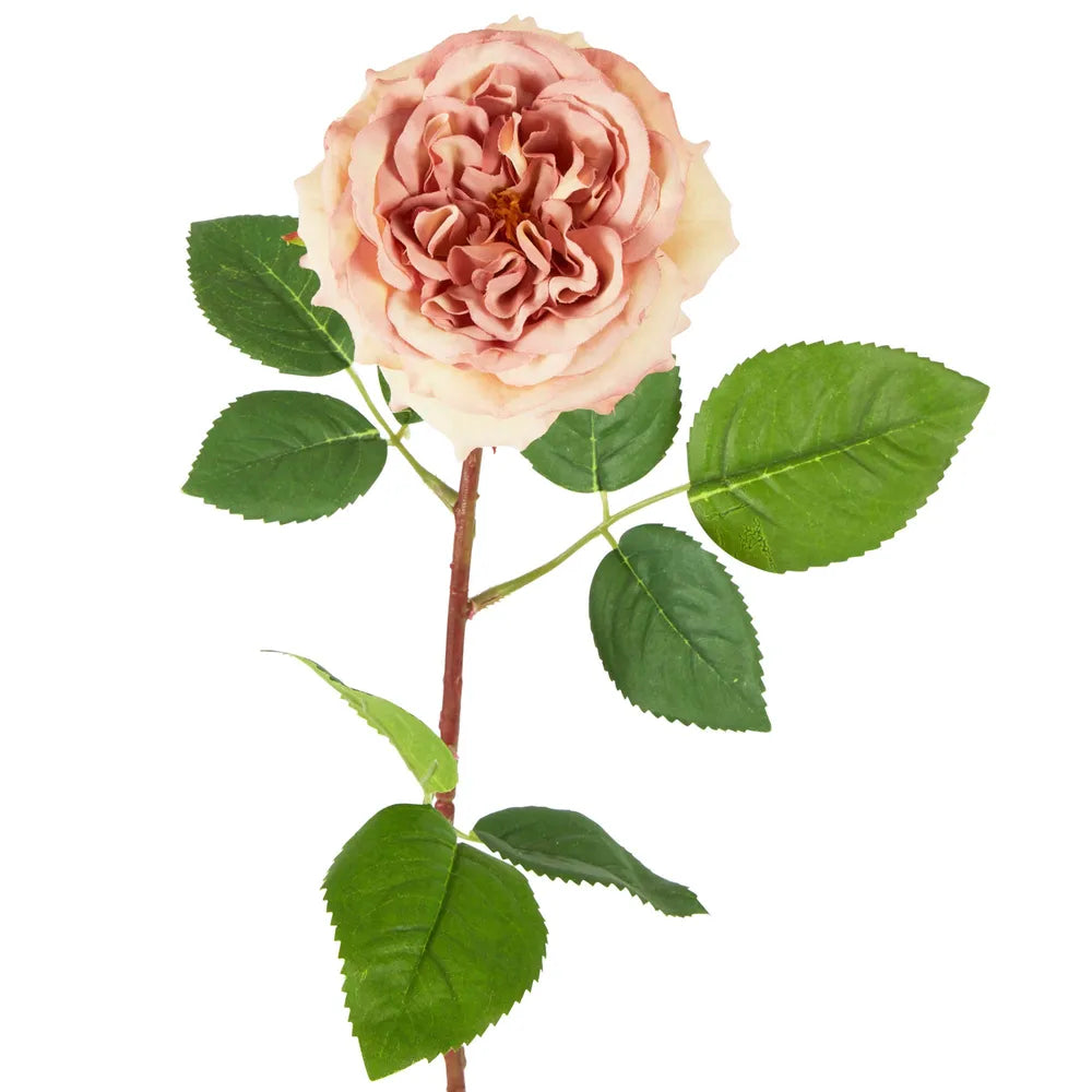 Artificial Dried Look English Rose Stem Blush 50cm Pack of 12 — Flora ...
