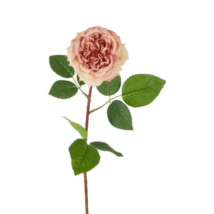 Dried Look English Rose Stem Blush Pink 50cm Pack of 12