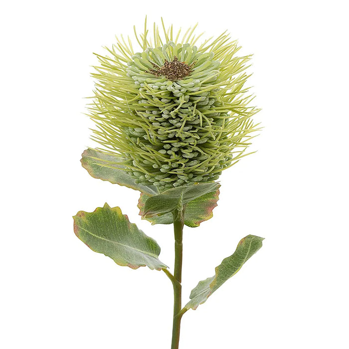 Pincushion Native Flower Green 60cm Pack of 12