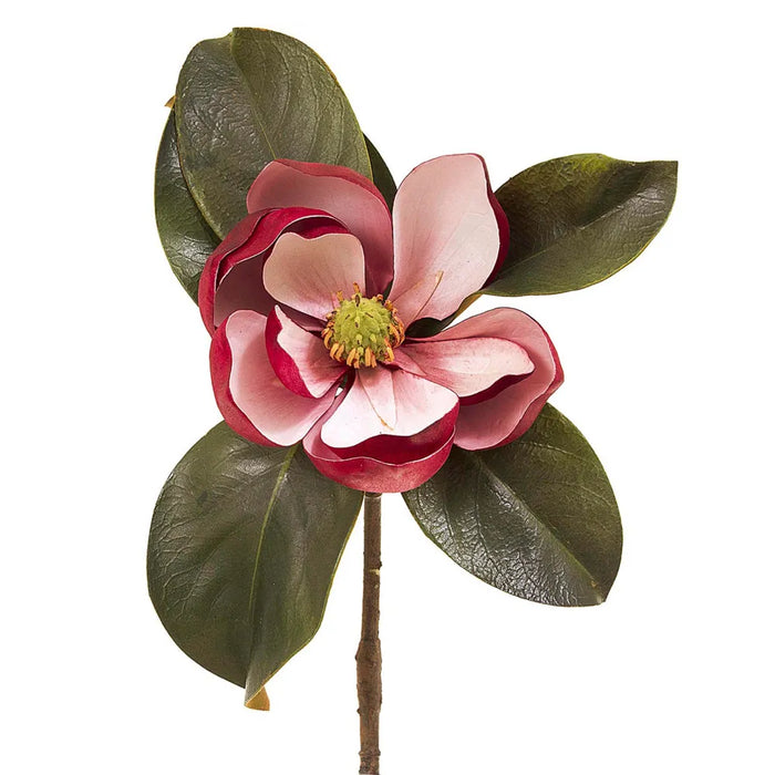 Magnolia Short Stem Dark Pink 60cm Pack of 12